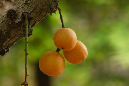 Ripe Burmese grapes on the tree in the garden.の写真素材