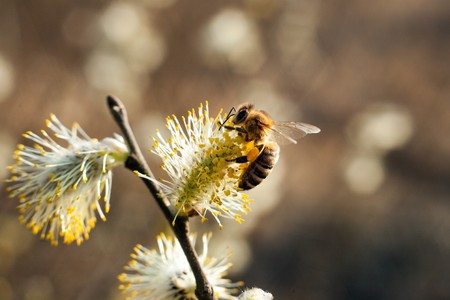 The bee collects pollen on the flowering tree. Bee on catkins. Yellow pollen on twigs and on...