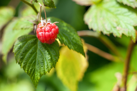 Ripe natural Raspberry fruit on a bush. Background blurry green background with leaves.の写真素材