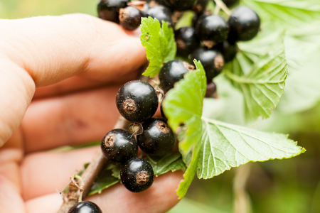 Pluck Blackcurrant fruit on the bush. Harvest of ripe fluffy blackcurrant. Black fruits on a green background.の写真素材