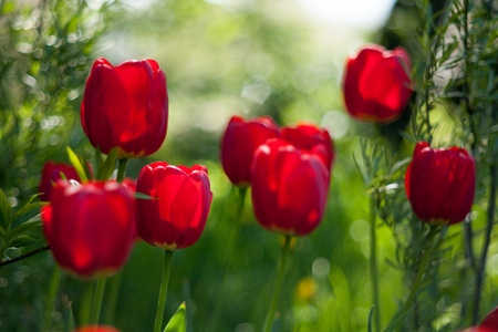 Red tulips, magic blur background. One flower in focus area.の写真素材