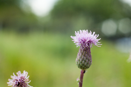Field thistle and blooming pink flower. Field wild-type plant with spines.の写真素材