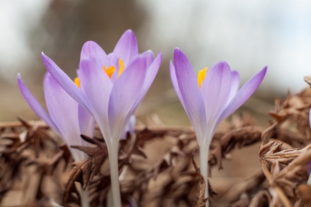 Spring purple crocus. Blooming crocuses in the clearing. The plant on the saffron. Flowers on macro whit blur background.の写真素材