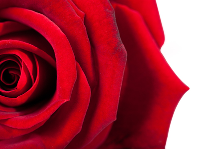 Closeup of on red rose petals on white background.の写真素材