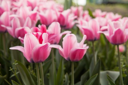 White and pink tulips. Garden in front of house.