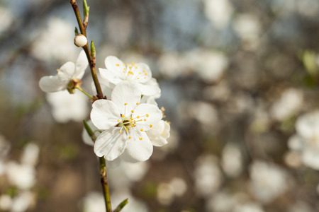 Apple tree flower on twig. Apple tree blossoming in spring.の写真素材