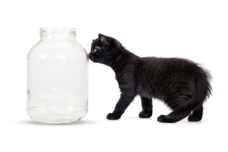 Small black cat and large jar on a white background.の写真素材