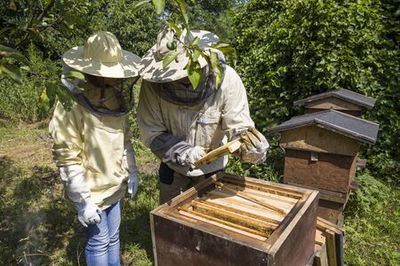 The beekeeper looks at the bee to the hive. Care of bees in the apiary. Extracting honey from the behive.のeditorial素材