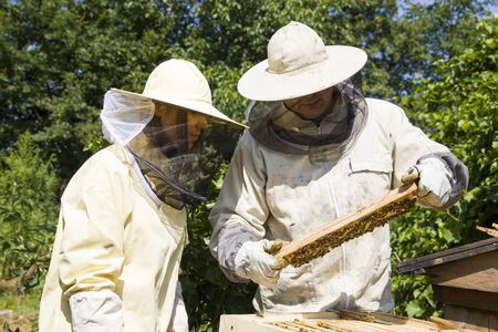 The beekeeper looks at the bee to the hive. Care of bees in the apiary. Extracting honey from the behive.のeditorial素材