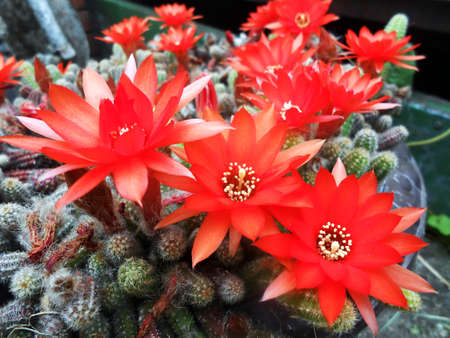 Aporocactus beauty plantの写真素材