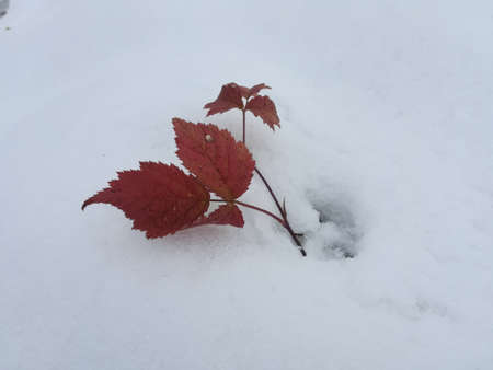 Leaves of a wild grape in the snow, close-upの写真素材