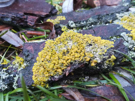 Xanthoria spp. lichenized fungの写真素材