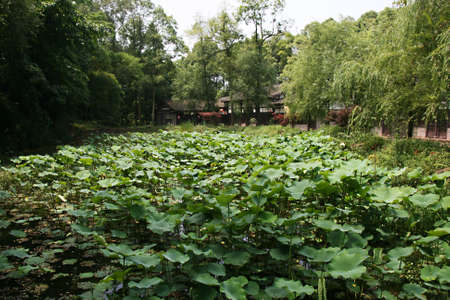 lotus pond