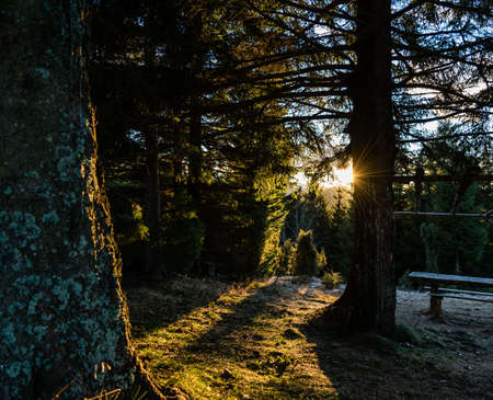 Sunset in the forestの写真素材