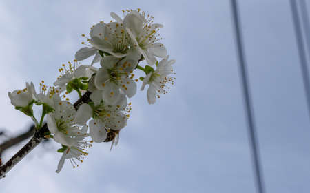 Plum flowers blossom in spring time with bees on the nice white flowersの写真素材
