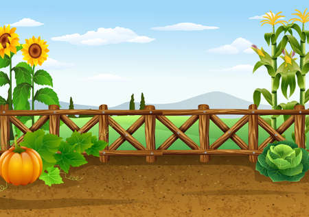 vector illustration of Farm background with various plantのイラスト素材