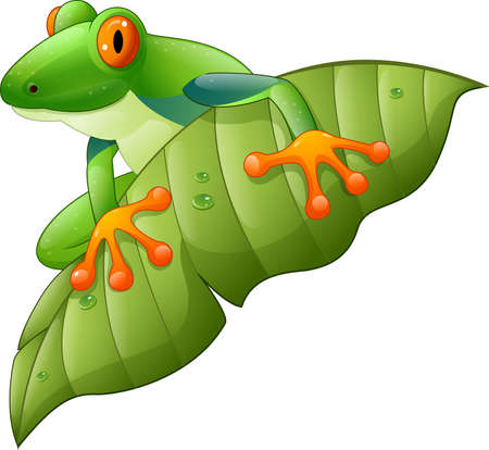 Vector illustration of Cartoon red-Eyed Amazon Tree Frog on green leafのイラスト素材