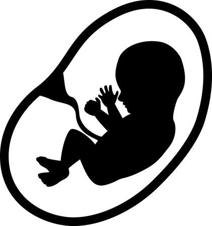 vector illustration of Fetus Isolated on White Backgroundのイラスト素材