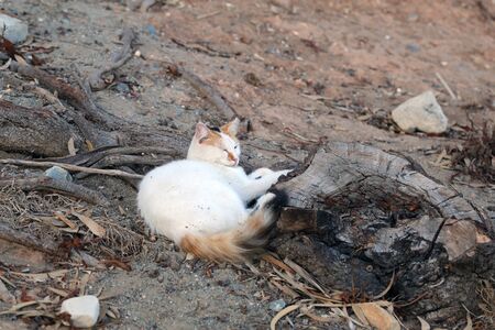 Homeless street cat photographed in the island of Cyprus. This cat is cute with its multicolored white, brown and black fur. The cat is relaxing on a stone fence during a warm afternoon. Color photo.の写真素材