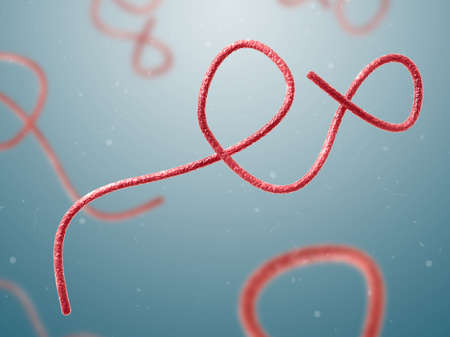 Ebola virus. 3d illustration. Zaire Ebolavirus.