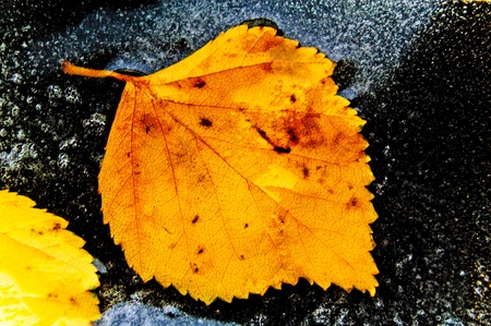 Golden  leaves in the ice. 