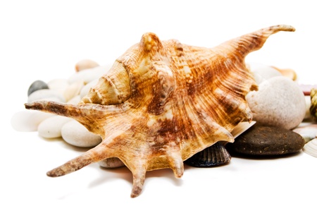 Seashells over stones on white background.
