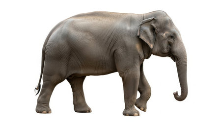 Elephant isolated on white backgroundの素材