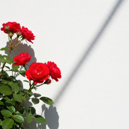 Vibrant red roses isolated on white backgroundの素材