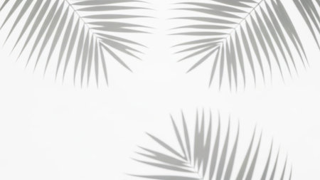 Palm leaves silhouette isolated on white backgroundの素材