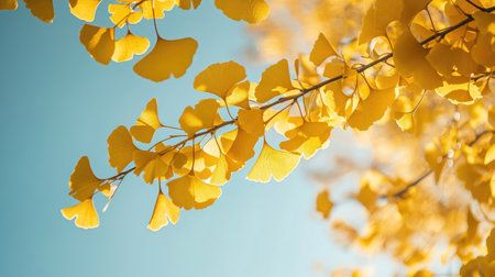 Beautiful close-up of vibrant yellow ginkgo leaves illuminated by sunlight against a clear blue sky, capturing the essence of autumn's natural beauty.の素材