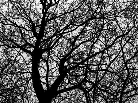 Tree near Blickling Estate, Norfolk, Englandの写真素材