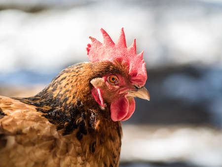 Fine looking close-up hen portraitの写真素材