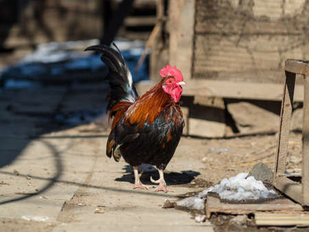 Fine looking hen walking around a farmの写真素材