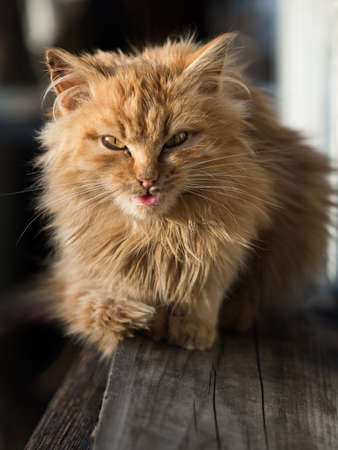 Cute red cat with a furry coat sitting on a wooden plankの写真素材