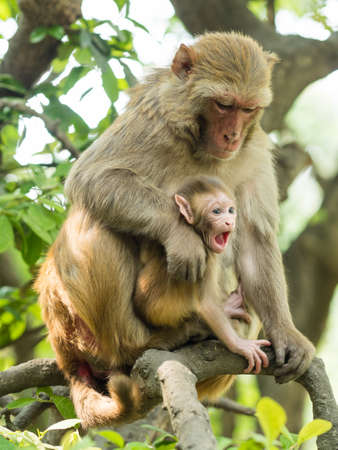 Macaque monkey mother holds her cute babyの写真素材
