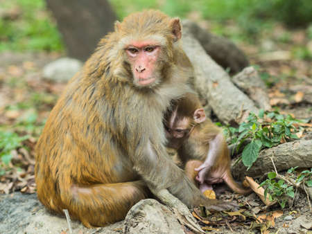 Macaque monkey mother holds her cute babyの写真素材