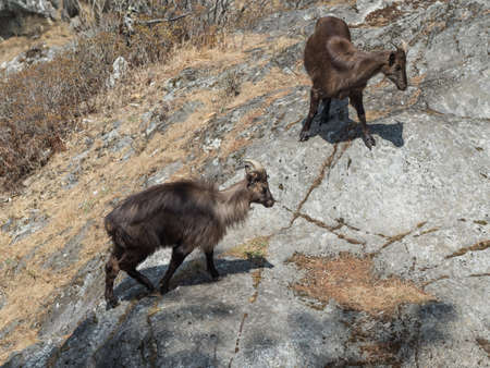 Wild goats on a rock in Khumbu region of eastern Nepal.の写真素材