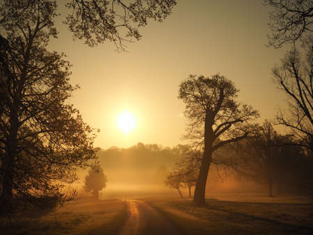 Sunrise in Windsor Great Park, England, UKの写真素材