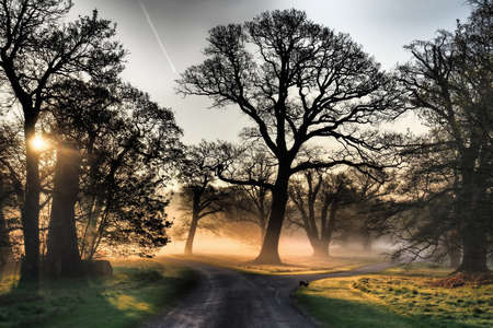 Trees in the morning sunrise in Windsor Great Park in spring, England, UK,の写真素材