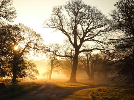 Morning sunrise and mist in Royal Windsor Great Park, England, UKの写真素材