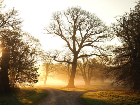 Sunrise in Windsor Great Park, Englandの写真素材