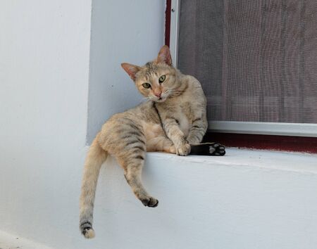 The cat.の写真素材