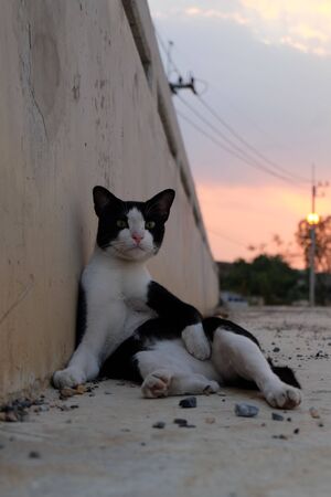 Watching cat.の写真素材