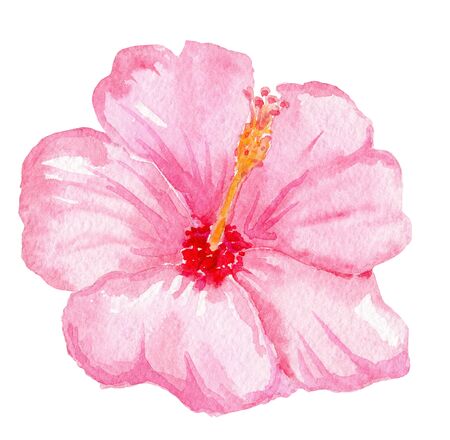 watercolor hand drawn pink hibiscus flower isolated on white background. Tropical floraの写真素材