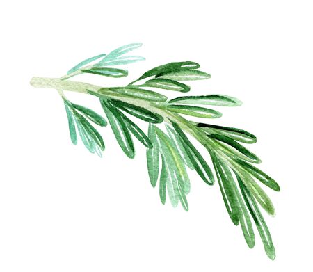 watercolor rosemary branch on white background. Green herbs spicesの写真素材