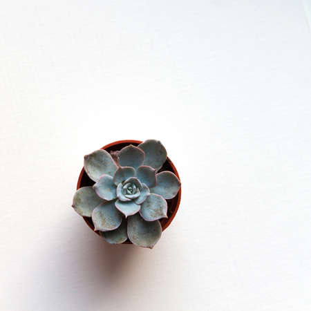 small blue succulent echeveria in brown pot on white background top viewの写真素材