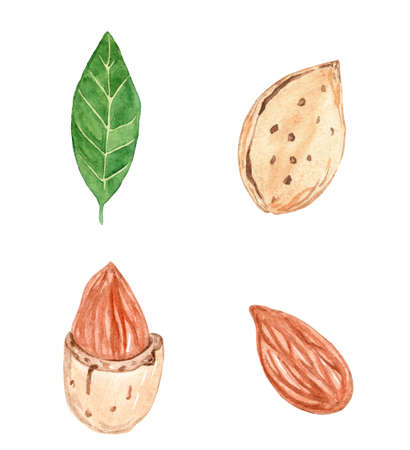 watercolor almond nuts set with leaves isolated on white backgroundの写真素材