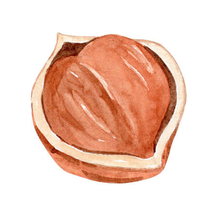 watercolor brown hazelnut in shell opened isolated on white backgroundの写真素材