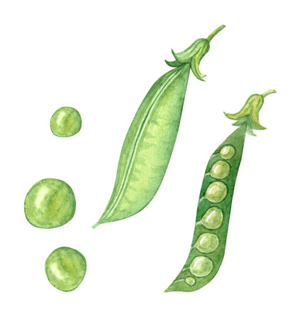 Watercolor green peas pods set isolated on white background. Hand drawn illustrationの写真素材