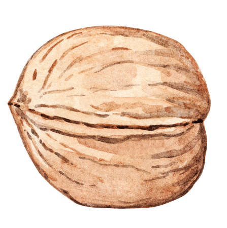 watercolor walnut in nutshell isolated on white background. Hand drawn food illustrationの写真素材